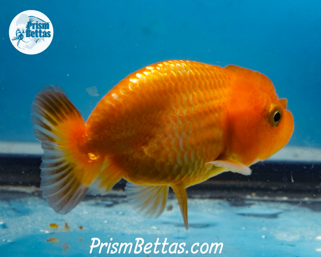 Red and Black Ranchu (Sex Unknown) 2.5 inches nose to tail