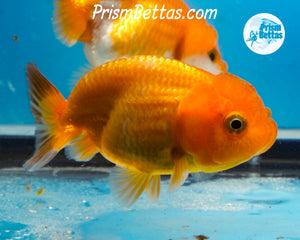 Red and Black Ranchu (Sex Unknown) 2.5 inches nose to tail