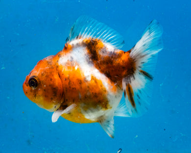 Calico Monster Oranda (2.75 inches) Imported in Thailand