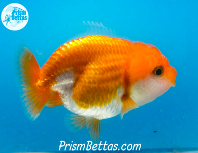 Red and White Ranchu (Sex Unknown) 2.5 inches nose to tail