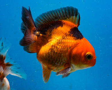 Apache Monster Oranda (2.75 inches) Imported in Thailand