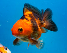 Load image into Gallery viewer, Apache Monster Oranda (2.75 inches) Imported in Thailand