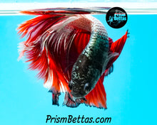 Load image into Gallery viewer, Red Copper Marble Halfmoon Male