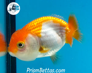 Sakaru Ranchu (Sex Unknown) 2.5 inches nose to tail