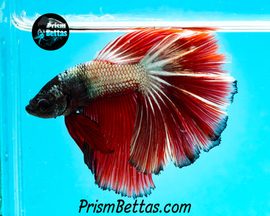 Red Copper Marble Halfmoon Male