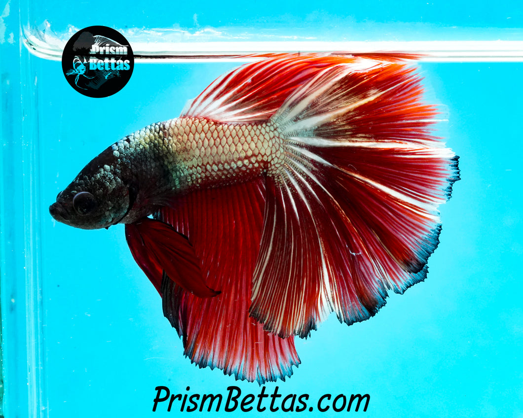 Red Copper Marble Halfmoon Male
