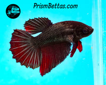 Load image into Gallery viewer, Red Copper Halfmoon Female