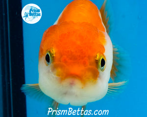 Sakaru Ranchu (Sex Unknown) 2.5 inches nose to tail