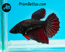 Load image into Gallery viewer, Red Copper Halfmoon Female