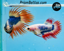 Load image into Gallery viewer, Orange Grizzle Crowntail Male