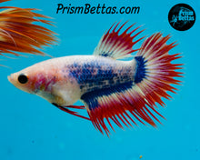 Load image into Gallery viewer, Red Grizzle Crowntail Female