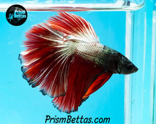Load image into Gallery viewer, Red Copper Marble Halfmoon Male