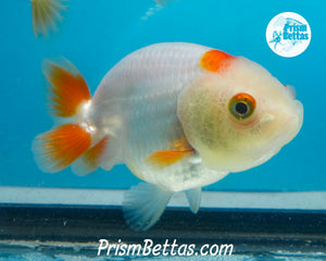 Sakaru Ranchu (Sex Unknown) 2.5 inches nose to tail