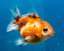 Load image into Gallery viewer, Calico Monster Oranda (2.75 inches) Imported in Thailand