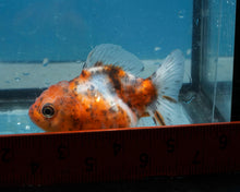 Load image into Gallery viewer, Calico Monster Oranda (2.75 inches) Imported in Thailand