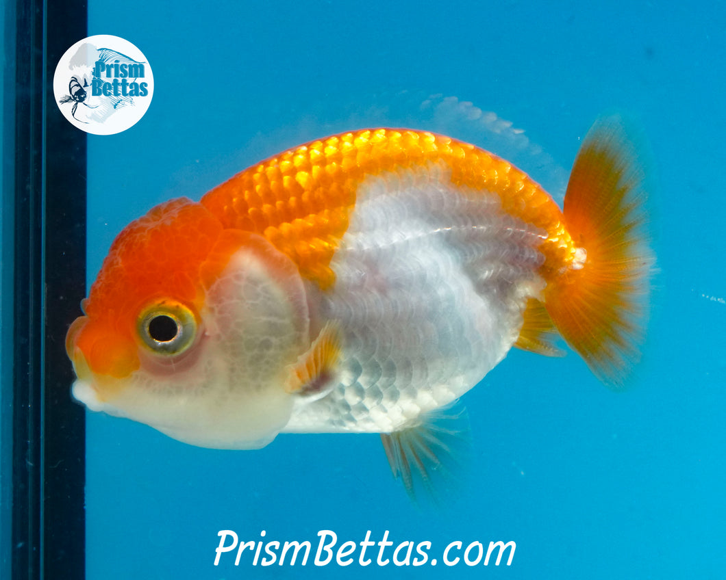 Sakaru Ranchu (Sex Unknown) 2.5 inches nose to tail