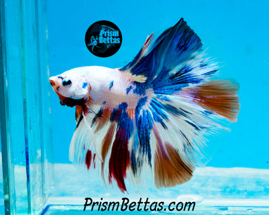 Rainbow Marble Halfmoon Male