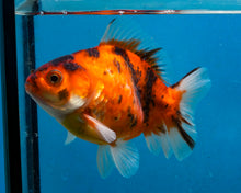 Load image into Gallery viewer, Tiger Calico Monster Oranda (3.5 inches) Imported in Thailand