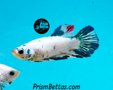 Marble Halfmoon Female