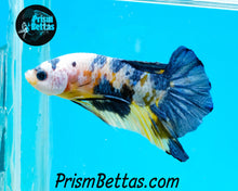 Load image into Gallery viewer, Marble Halfmoon Plakat Male