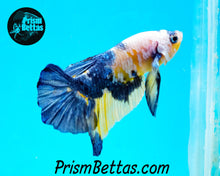 Load image into Gallery viewer, Marble Halfmoon Plakat Male