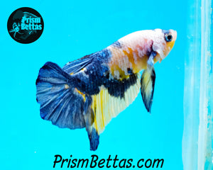 Marble Halfmoon Plakat Male