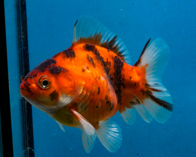 Tiger Calico Monster Oranda (3.5 inches) Imported in Thailand