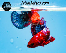 Load image into Gallery viewer, Marble Halfmoon Plakat Female