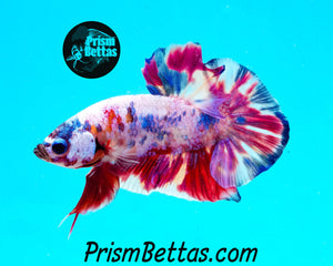 Marble Halfmoon Plakat Male