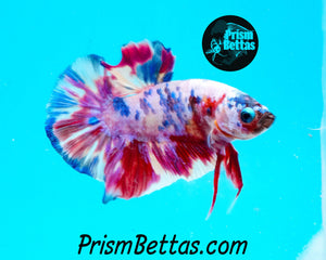 Marble Halfmoon Plakat Male