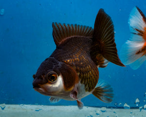 Panda Monster Oranda (3.5 inches) Imported in Thailand