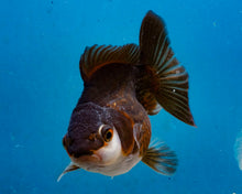 Load image into Gallery viewer, Panda Monster Oranda (3.5 inches) Imported in Thailand