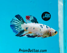 Load image into Gallery viewer, Marble Halfmoon Female