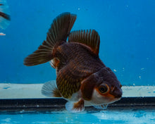 Load image into Gallery viewer, Panda Monster Oranda (3.5 inches) Imported in Thailand