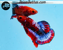 Load image into Gallery viewer, Marble Halfmoon Plakat Male
