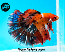 Load image into Gallery viewer, Orange Koi Halfmoon Male