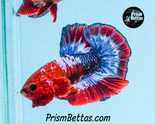 Load image into Gallery viewer, Marble Halfmoon Plakat Male