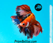 Load image into Gallery viewer, Orange Koi Halfmoon Male