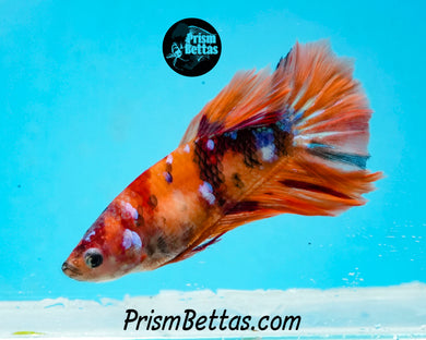 Candy Koi Halfmoon Female