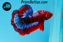 Load image into Gallery viewer, Marble Halfmoon Plakat Male