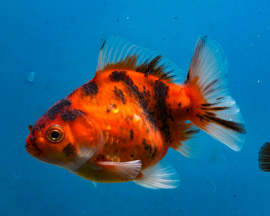 Tiger Calico Monster Oranda (3.5 inches) Imported in Thailand