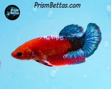 Load image into Gallery viewer, Marble Halfmoon Plakat Female