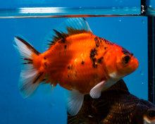Load image into Gallery viewer, Tiger Calico Monster Oranda (3.5 inches) Imported in Thailand