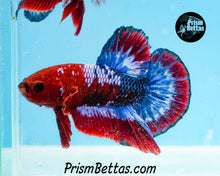 Load image into Gallery viewer, Marble Halfmoon Plakat Male
