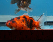 Load image into Gallery viewer, Tiger Calico Monster Oranda (3.5 inches) Imported in Thailand