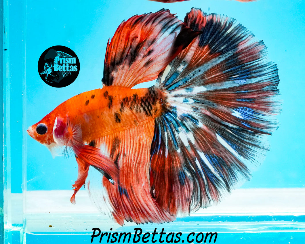 Orange Koi Halfmoon Male