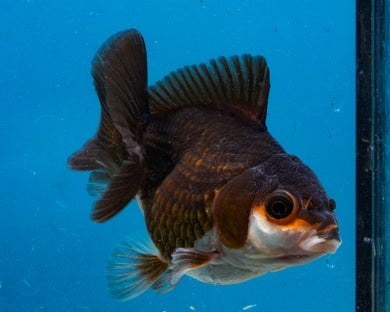 Panda Monster Oranda (3.5 inches) Imported in Thailand
