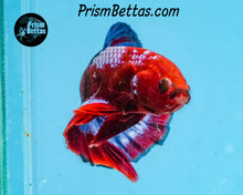 Load image into Gallery viewer, Marble Halfmoon Plakat Male