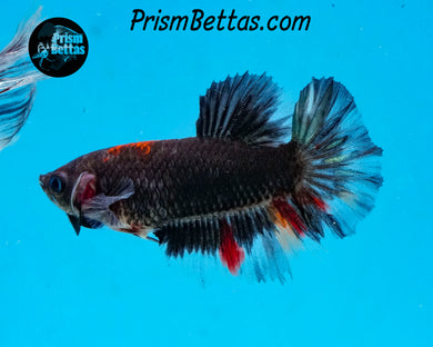 Black Licorice Halfmoon Female