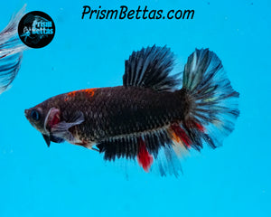 Black Licorice Halfmoon Female